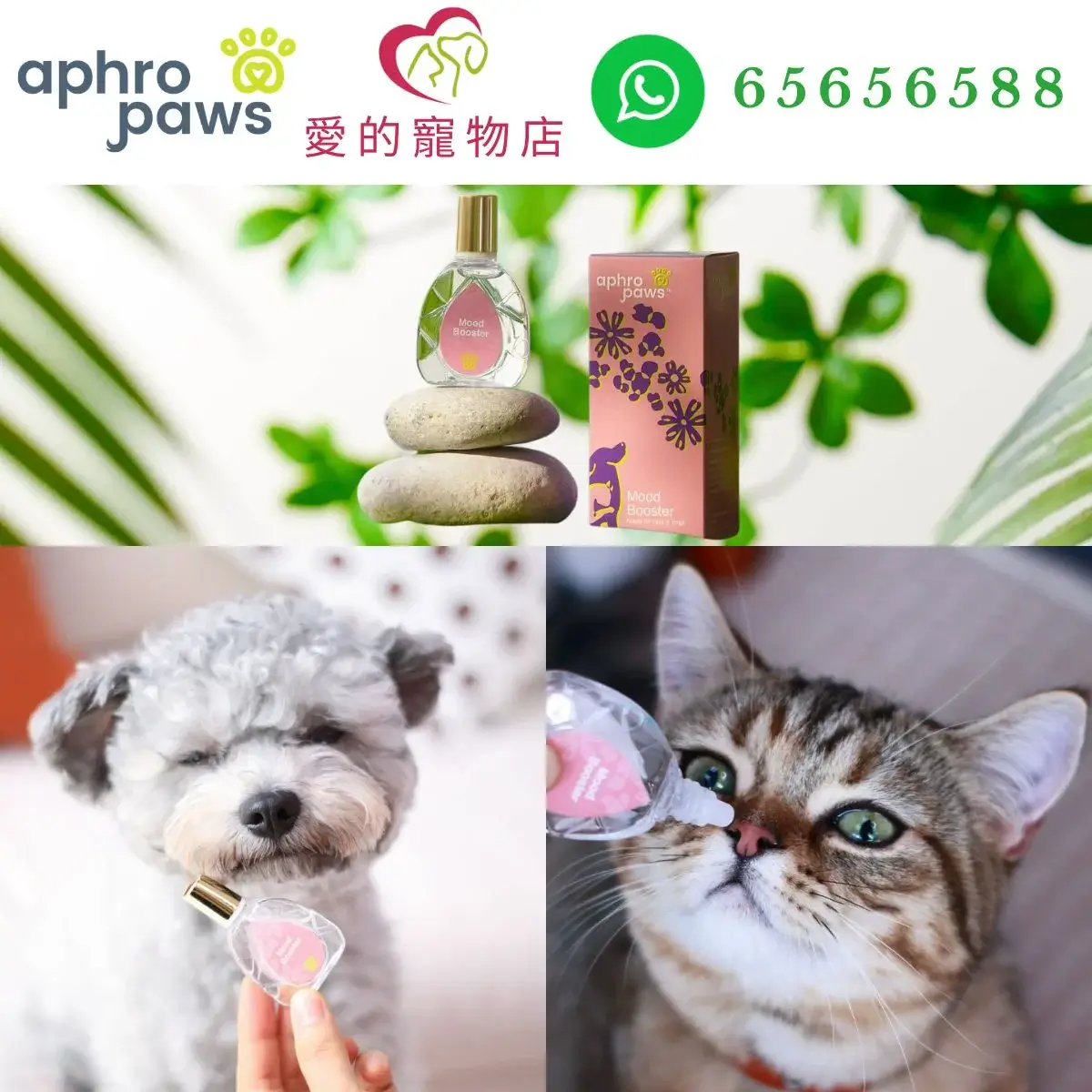 photo of Aphro Paws mood boosterf for dog and cat at honey pet shop. the photo cotains aphro paws icon,honey pet shop icon,and whatsapp no 65656588 icon,authorized dealer icon.
