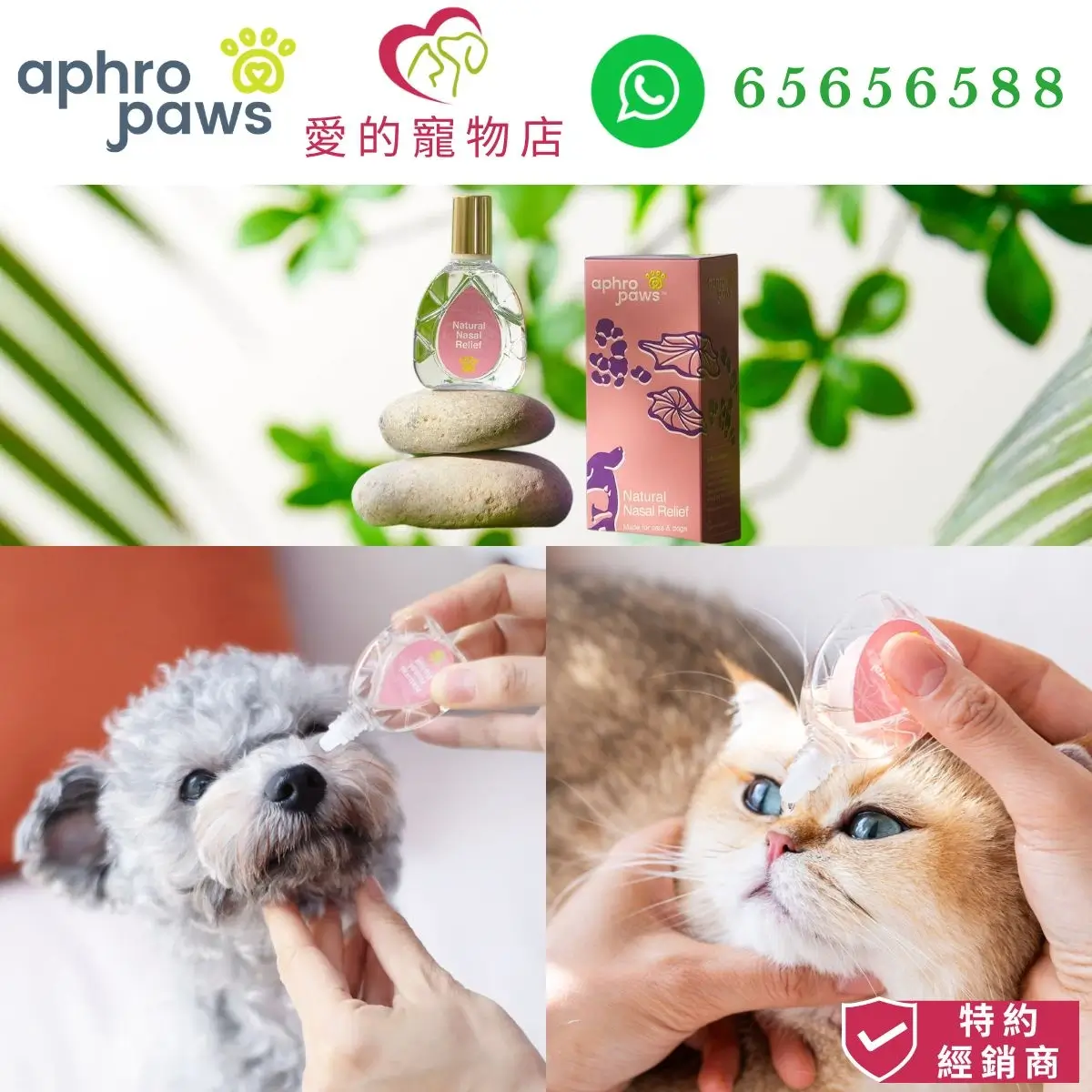 photo of Aphro Paws natural nasal relief for dog and cat at honey pet shop. the photo cotains aphro paws icon,honey pet shop icon,and whatsapp no 65656588 icon,authorized dealer icon.